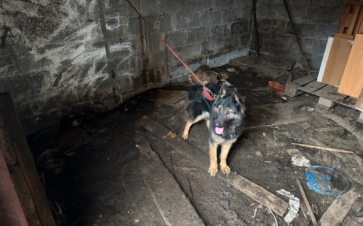 Pies w brudnym pomieszczeniu, z uśmiechem na twarzy.