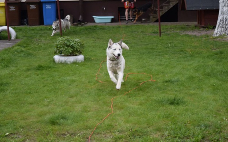 Zbiórka Panda, zbiórka na zabieg - zdjęcie główne