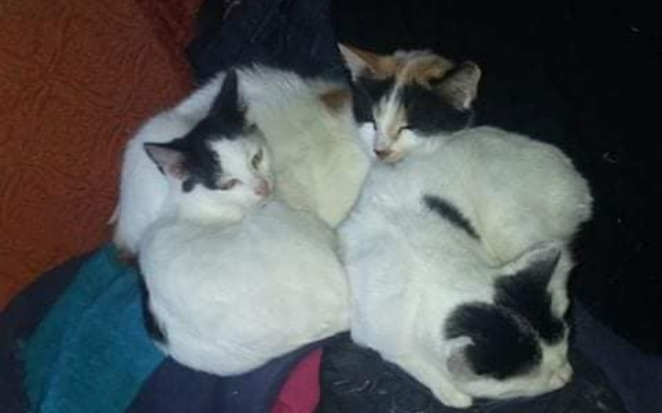 Zbiórka Koty starszej Pani - zdjęcie główne