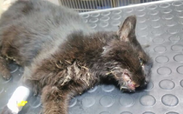 Zbiórka Na leczenie  Tadzia - zdjęcie główne