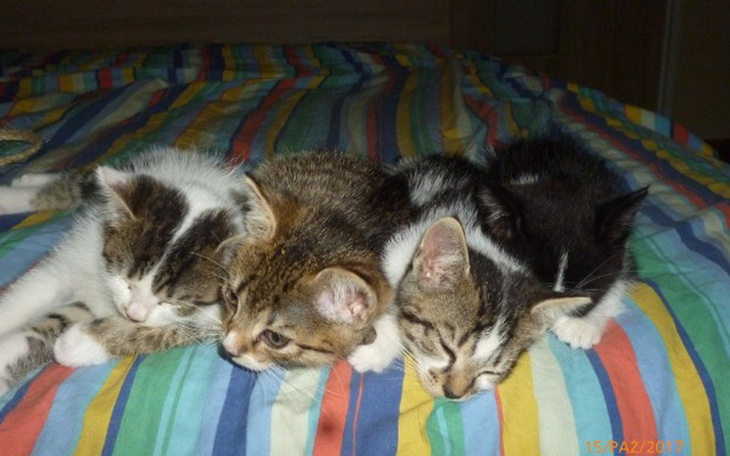 Zbiórka Polanowe koty proszą o wsparcie. - zdjęcie główne