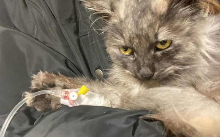 Zbiórka Luna z Ukrainy potrzebuje pomocy - zdjęcie główne