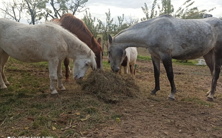 Zbiórka Sianko dla Księżniczek - zdjęcie główne
