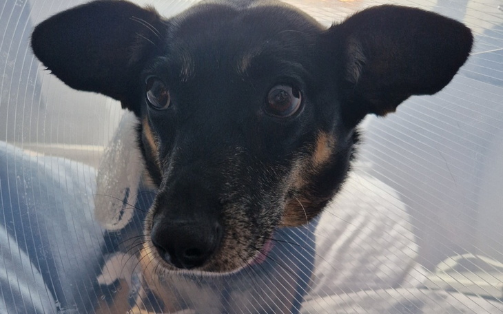 Zbiórka Chłoniak atakuje Ayre - zdjęcie główne