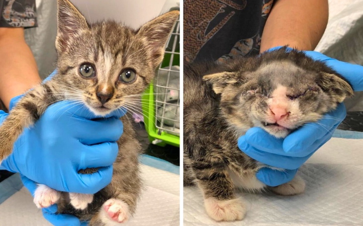 Kociak w rękach weterynarza, z widocznymi obrażeniami.