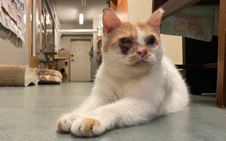 Zbiórka Leczenie Etny - listopad - zdjęcie główne