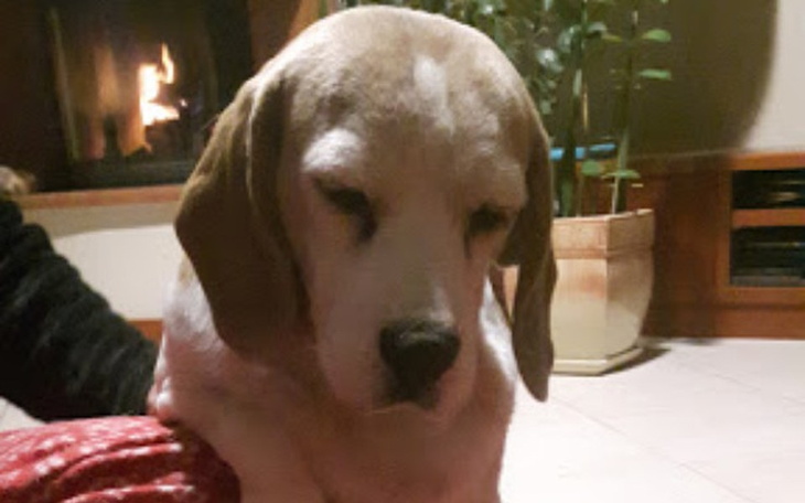 Zbiórka Balbina zbiera na operację łapki - zdjęcie główne