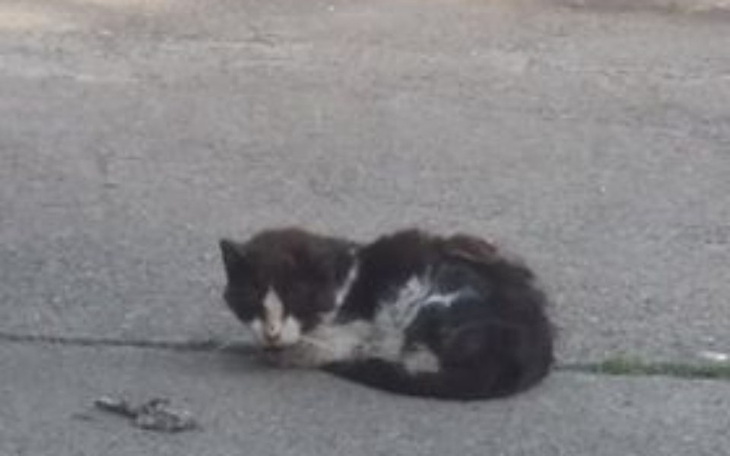 Zbiórka POMÓŻMY głodujacym chorym kotom - zdjęcie główne