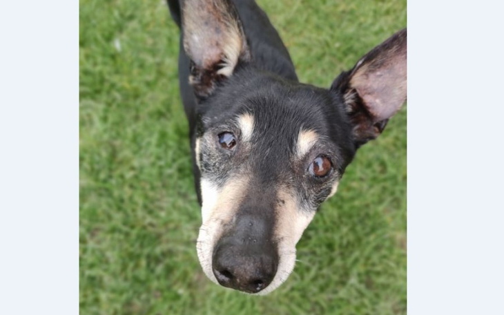 Zbiórka Hubcio skazany na cierpienie - zdjęcie główne