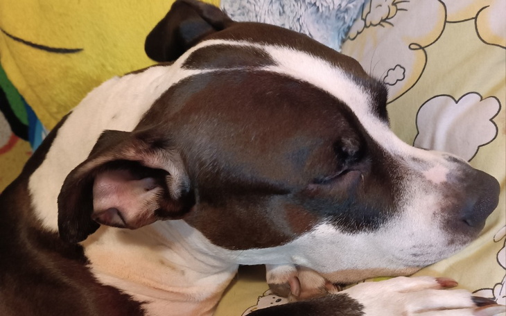 Zbiórka Zbiórka na operację dla Amstaffa - zdjęcie główne