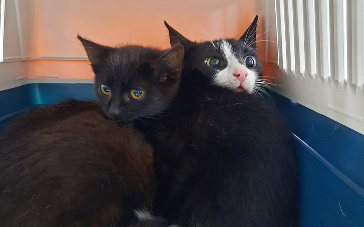 Zbiórka Kasztaniaki-30 kotów w potrzebie - zdjęcie główne