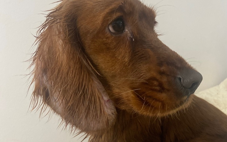 Dwa małe kotki owinięte w ręcznik, gotowe do kąpieli.