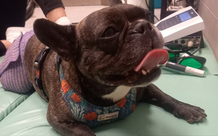 Zbiórka Operacja kręgosłupa Shirki - zdjęcie główne