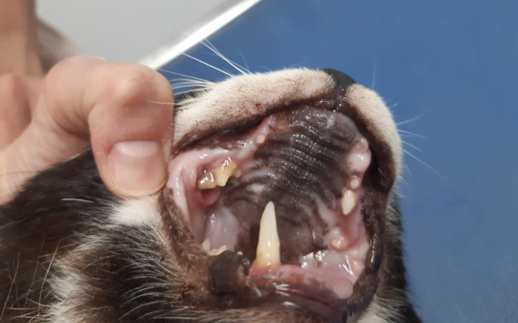 Zbiórka Kolejne zęby- kolejny dramat - zdjęcie główne