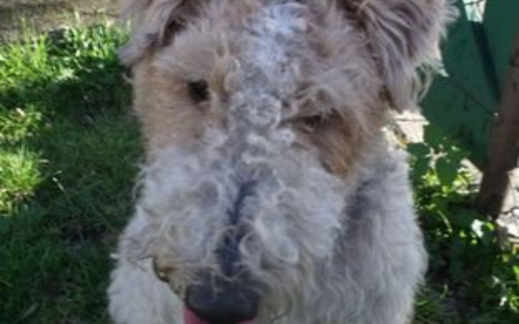 Zbiórka Lek dla mojego piesunia - zdjęcie główne