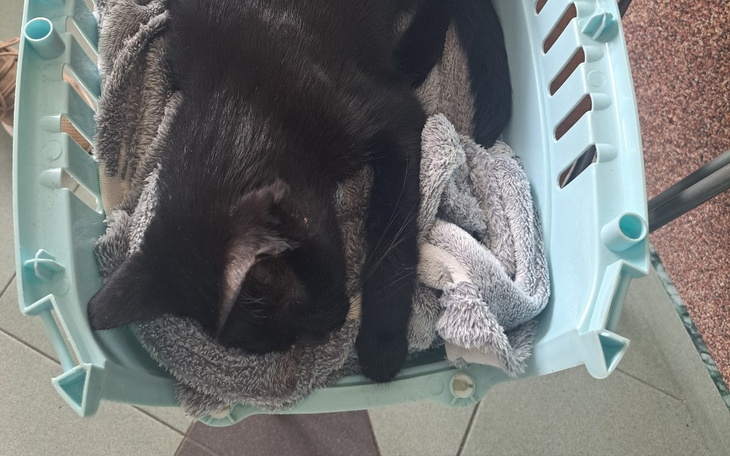 Zbiórka pomoc dla luny na zabieg - zdjęcie główne