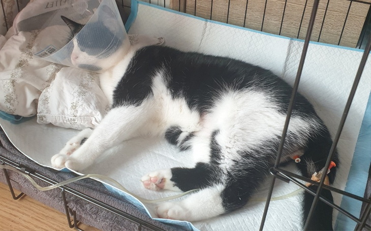 Zbiórka Zdrowie dla Stasia - zdjęcie główne