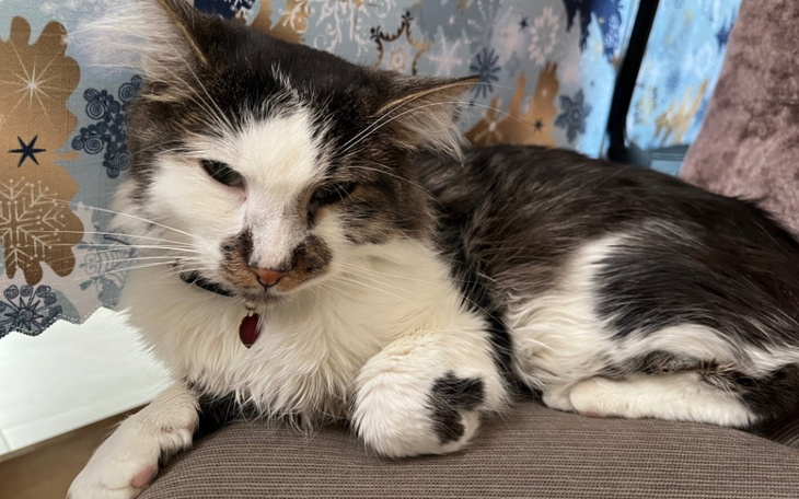 Kot leżący na kanapie, z widoczną łatą na łapie.