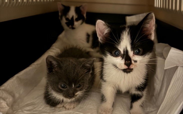 Zbiórka Weterynarz - leczenie MiauKotków - zdjęcie główne