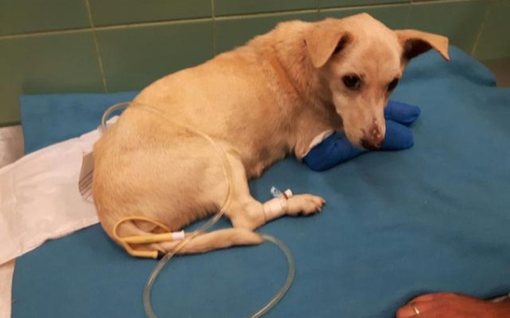 Zbiórka Na ratunek Mani - zdjęcie główne