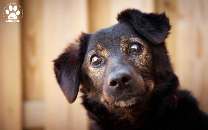 Pies z wyrazem smutku, patrzący w dal.