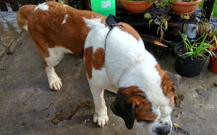 Zbiórka Tragiczna starość bernardyna - zdjęcie główne