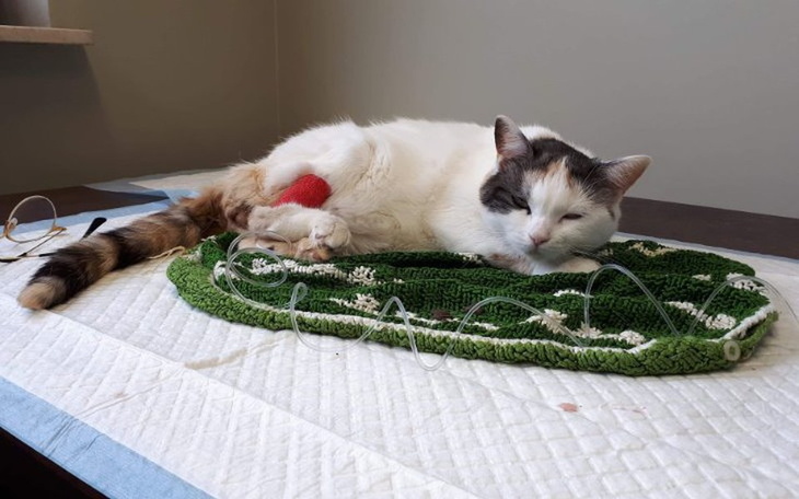 Zbiórka Na leczenie i wózek dla Kiwi - zdjęcie główne