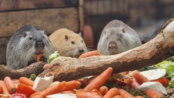 Zbiórka Karmimy Nutrie w Nutriowisku IV - miniaturka zdjęcia