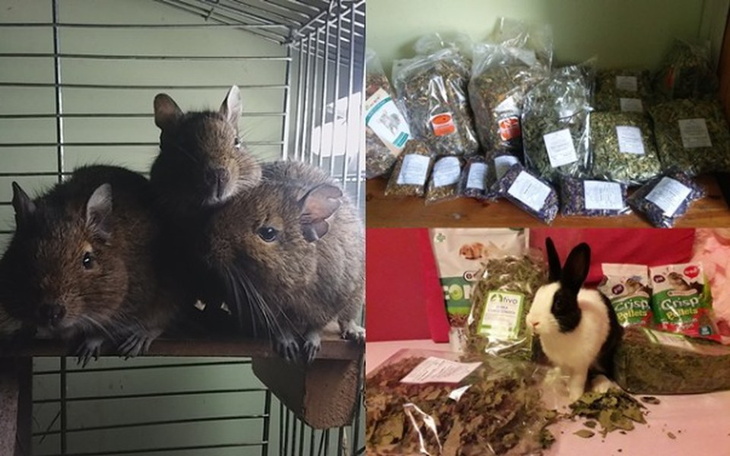 Zbiórka Jedzenie dla podopiecznych DT - zdjęcie główne