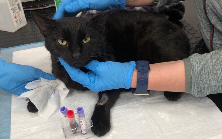 Czarny kot podczas badania weterynaryjnego.