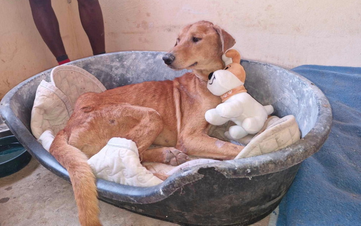 Pies leżący w legowisku z pluszowym psem.