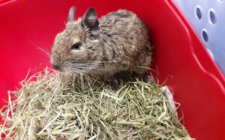 Zbiórka William z Katowic - zdjęcie główne