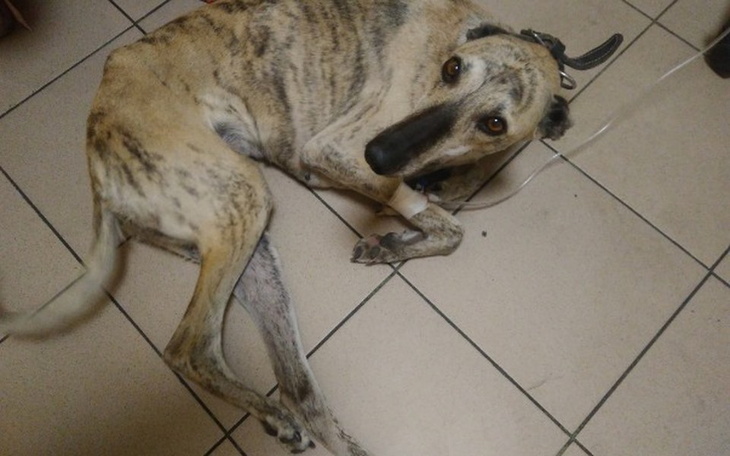 Zbiórka Leczenie charta Perełka - zdjęcie główne