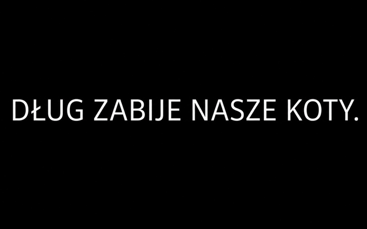 Słodki kocięcy pyszczek z błyszczącymi oczami w jasnym futerku.