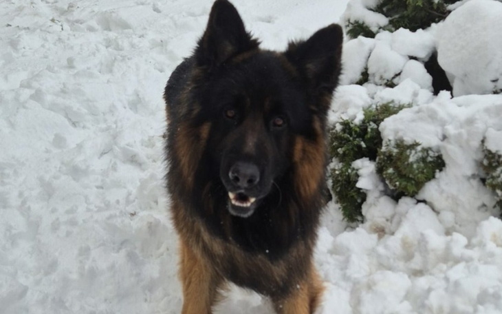 Pies rasy owczarek niemiecki w śniegu, uśmiechnięty.