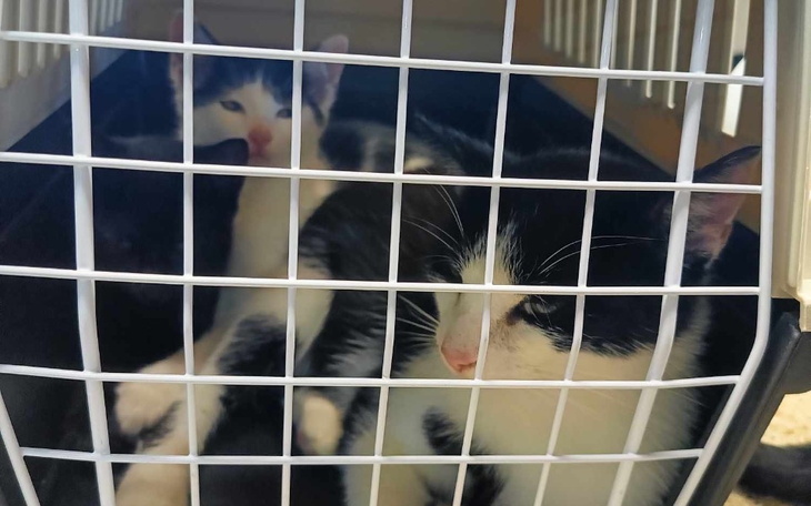 Zbiórka Bezdomniaki proszą o leczenie - zdjęcie główne