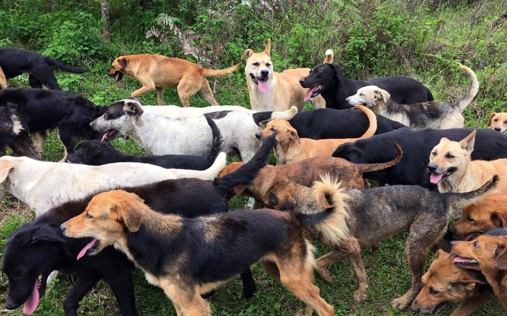 Grupa psów biegających w zielonym otoczeniu.