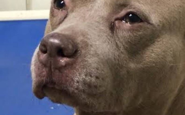 Zbiórka Proszę pomóż zebrać dla pieska - zdjęcie główne