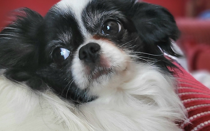 Pies rasy Chihuahua, patrzący z ciekawością.