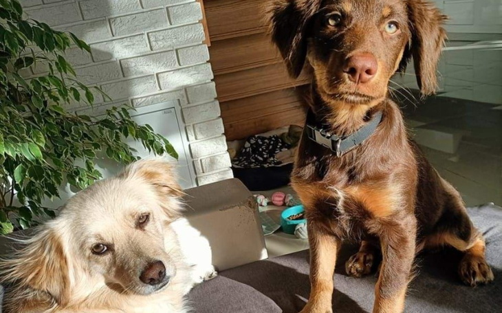 Zbiórka Karma dla schroniska.. - zdjęcie główne