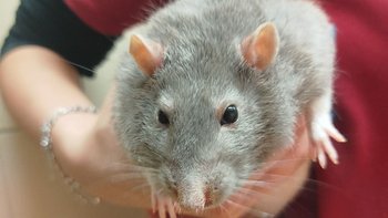 Zbiórka Szczurson z klatki schodowej - miniaturka zdjęcia