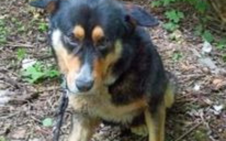 Zbiórka pomórz uratować schronisko - zdjęcie główne