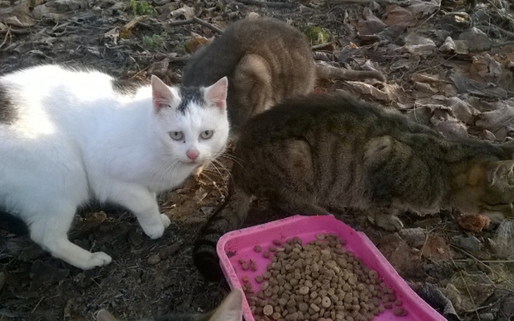 Dwa koty jedzące z miski na zewnątrz.