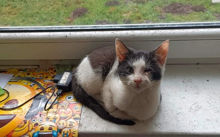 Zbiórka Zbiórka dla chorego kotka - zdjęcie główne