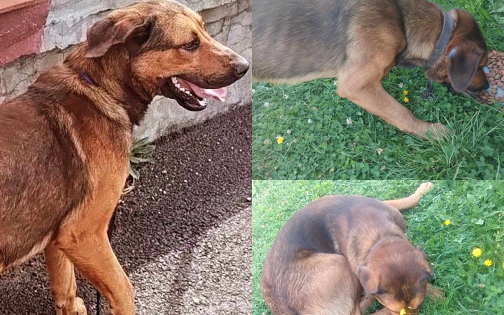 Zbiórka Na Wyprawkę dla Przybłędy - zdjęcie główne