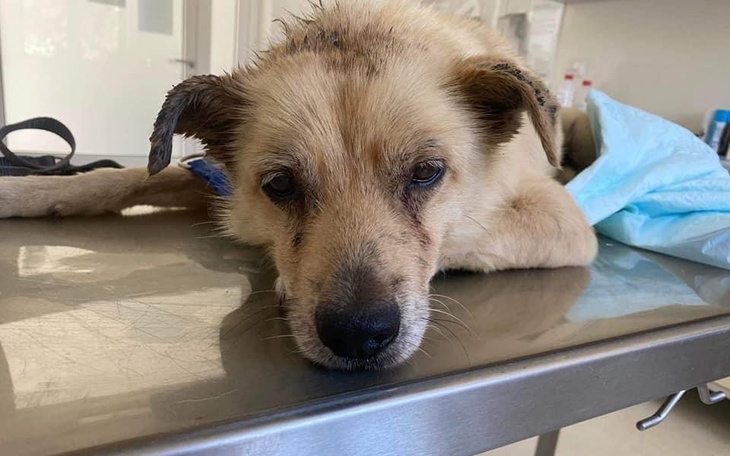 Zbiórka Chcemy dalej pomagać PILNE - zdjęcie główne