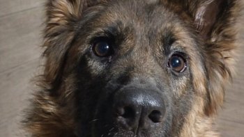 Zbiórka O walentynki dla Belli - miniaturka zdjęcia