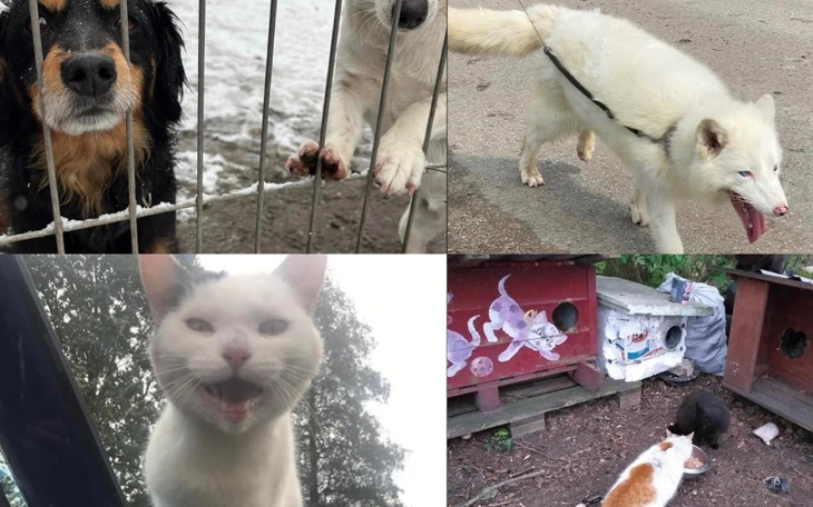 Psy i lis w schronisku, czekają na nowy dom.