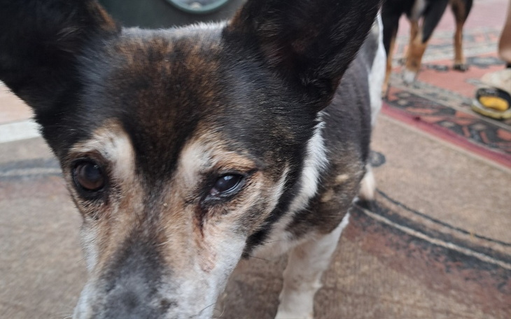 Pies z bliska, z wyraźnymi oczami i charakterystycznym wyglądem.