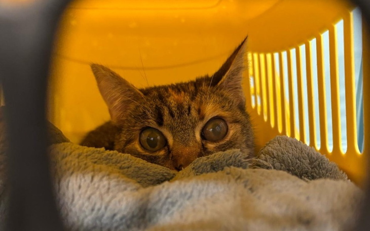 Kot schowany w transporterze, z dużymi oczami, na miękkim kocyku.